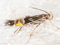 Cosmopterix pulchrimella